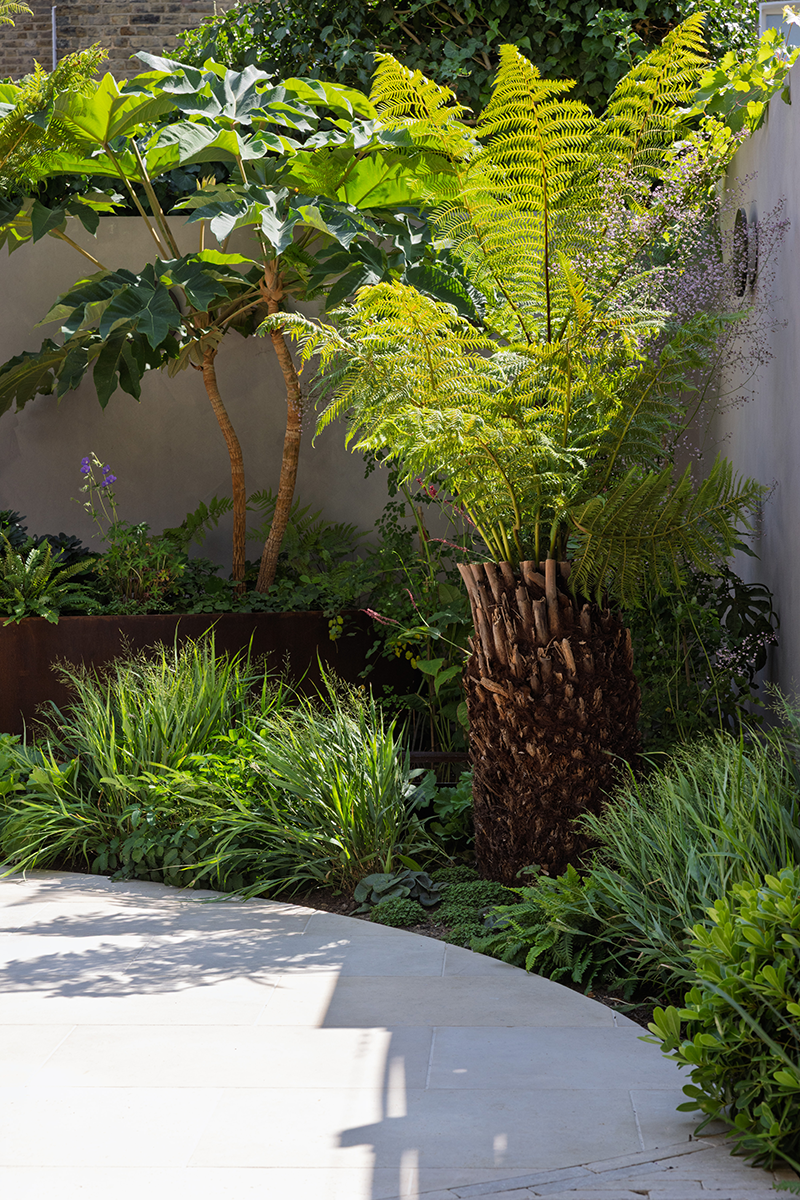 Tree fern planting in curved planting bed