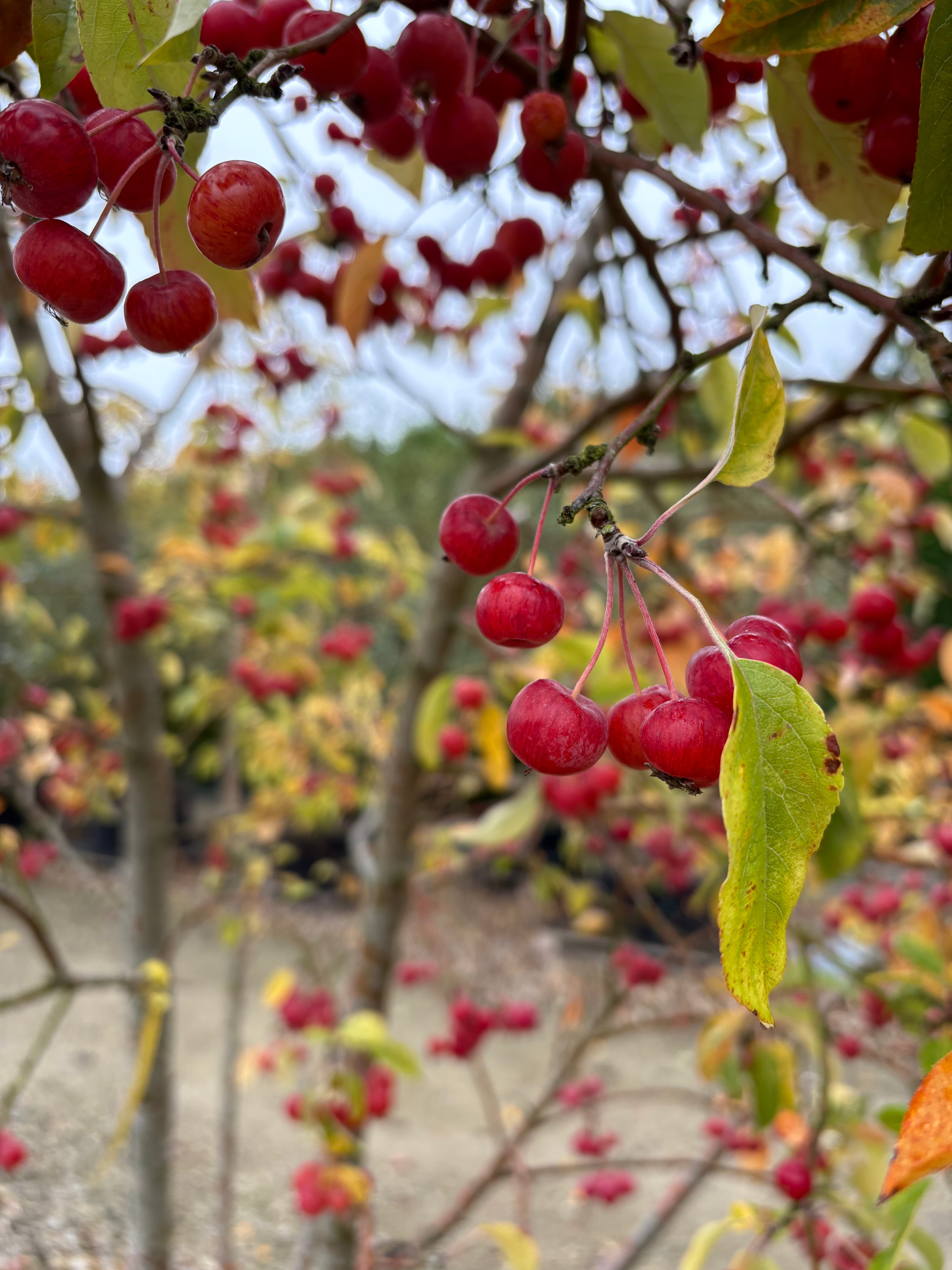 Meet the Grower: Palmstead Nurseries