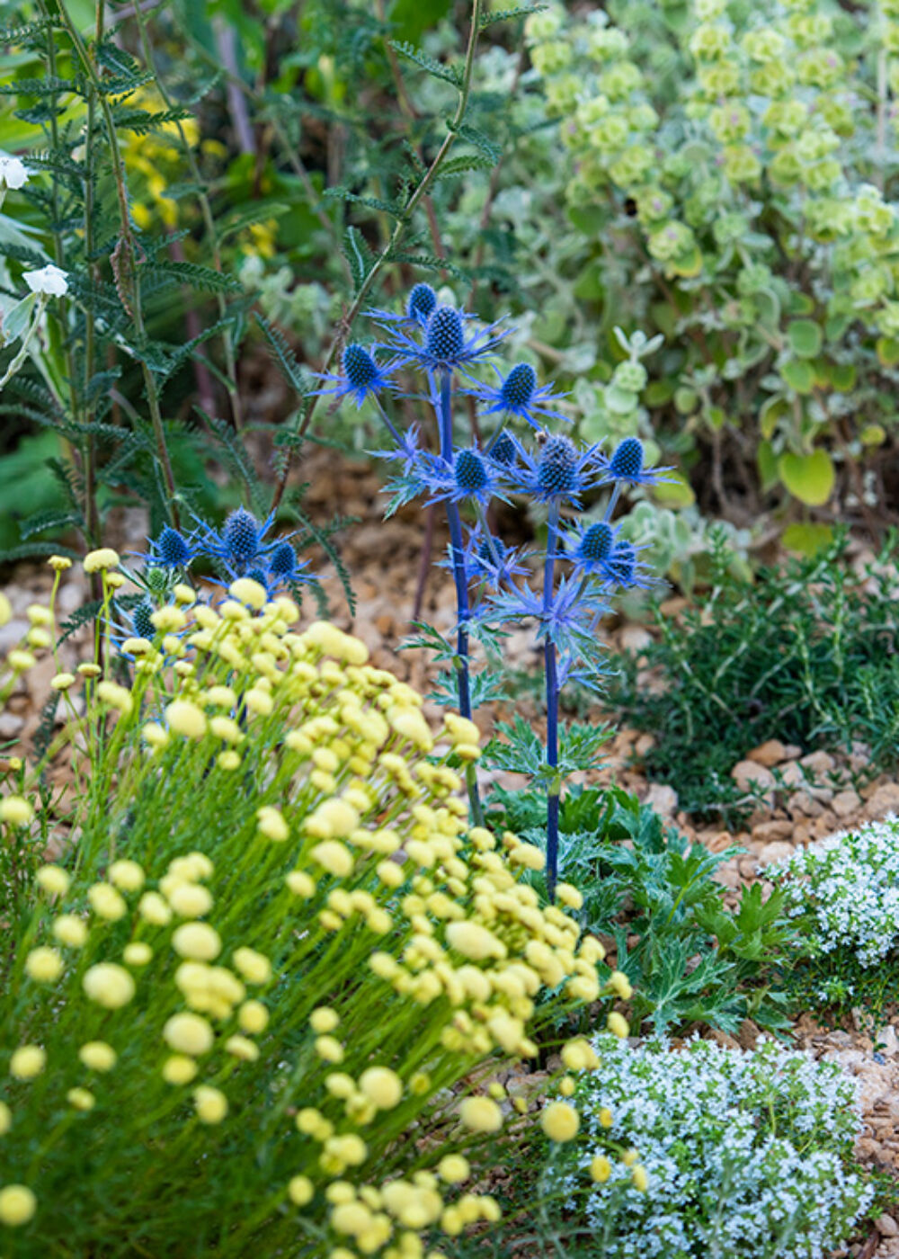 What does the hosepipe ban mean for our gardens?