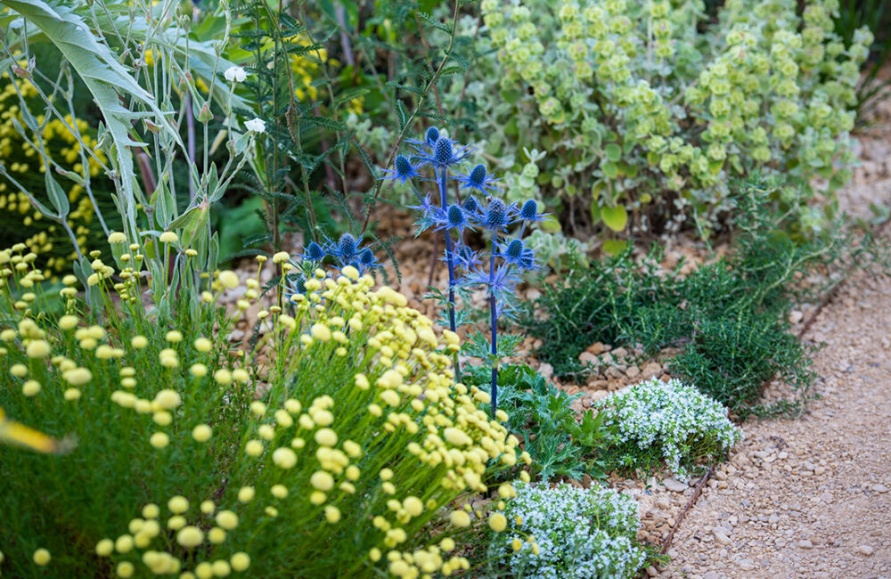 What does the hosepipe ban mean for our gardens?